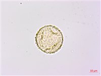 華東陰地蕨藏品圖，第2張