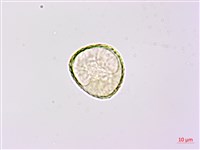 華東陰地蕨藏品圖，第3張