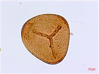 半月形鐵線蕨藏品圖，第2張