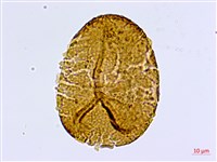 半月形鐵線蕨藏品圖，第3張