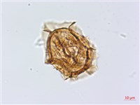 綠柄剪葉鐵角蕨藏品圖，第1張