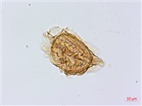 綠柄剪葉鐵角蕨藏品圖，第3張