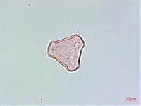 長柄千層塔藏品圖，第2張