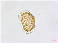 大黑柄鐵角蕨、黃鱗鐵角蕨、大羽鐵角蕨藏品圖，第1張