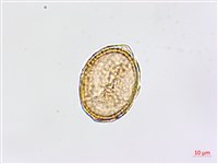 大黑柄鐵角蕨、黃鱗鐵角蕨、大羽鐵角蕨藏品圖，第3張