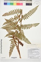 阿里山耳蕨藏品圖，第1張