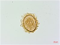 華北蹄蓋蕨藏品圖，第3張