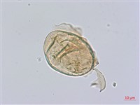 多生菜蕨藏品圖，第1張