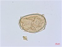 多生菜蕨藏品圖，第3張