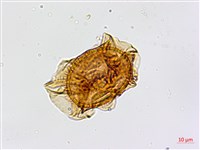 劍葉鐵角蕨、箭葉鐵角蕨藏品圖，第1張