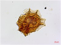 劍葉鐵角蕨、箭葉鐵角蕨藏品圖，第2張