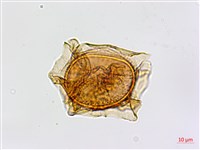 劍葉鐵角蕨、箭葉鐵角蕨藏品圖，第3張