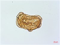 魚鱗蕨藏品圖，第1張