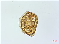 魚鱗蕨藏品圖，第2張