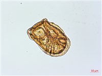 魚鱗蕨藏品圖，第3張