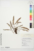 高山耳蕨藏品圖，第1張