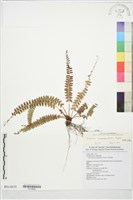 擬芽孢耳蕨藏品圖，第1張