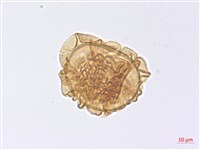 玉山擬鱗毛蕨藏品圖，第2張