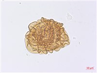 玉山擬鱗毛蕨藏品圖，第3張