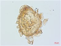 牧野氏對囊蕨藏品圖，第2張