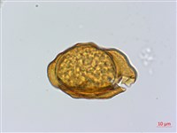 登錄號:P014793藏品圖，第1張
