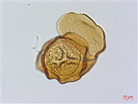 登錄號:P014793藏品圖，第3張