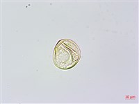 烏毛蕨藏品圖，第2張