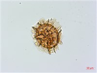 薄葉鐵角蕨藏品圖，第3張