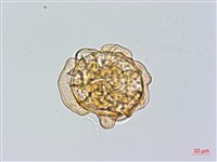登錄號:P014939藏品圖，第4張