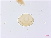 登錄號:P014942藏品圖，第3張