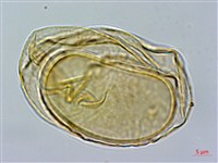 登錄號:P014947藏品圖，第2張