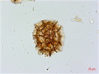 薄葉鐵角蕨藏品圖，第3張