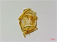 登錄號:P015167藏品圖，第2張