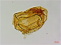 登錄號:P015167藏品圖，第3張