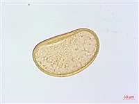 薄葉蹄蓋蕨藏品圖，第1張