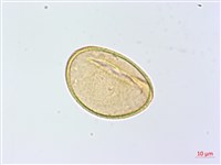 薄葉蹄蓋蕨藏品圖，第3張