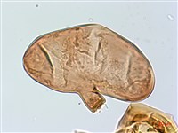 雙扇蕨藏品圖，第3張