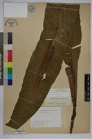 臺灣山蘇花藏品圖，第1張