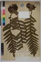 槲蕨藏品圖，第1張