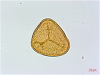 全緣鳳丫蕨藏品圖，第2張