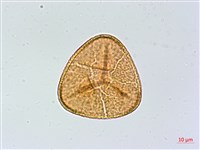 全緣鳳丫蕨藏品圖，第3張