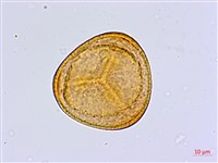 毛葉鐵線蕨藏品圖，第1張