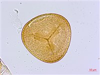 毛葉鐵線蕨藏品圖，第2張