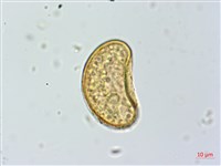 細葉蹄蓋蕨藏品圖，第2張