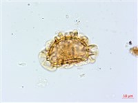 登錄號:P015629藏品圖，第3張