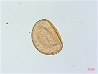 倉田氏蹄蓋蕨藏品圖，第2張