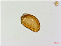 登錄號:P015634藏品圖，第2張