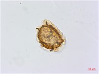 假耳羽雙蓋蕨藏品圖，第3張