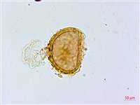 紫柄蹄蓋蕨藏品圖，第2張