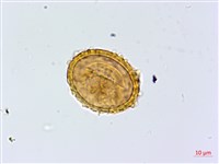 紫柄蹄蓋蕨藏品圖，第3張